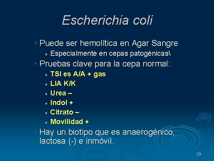 Escherichia coli • Puede ser hemolítica en Agar Sangre Especialmente en cepas patogénicas •