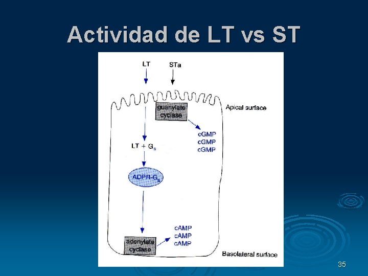Actividad de LT vs ST 35 