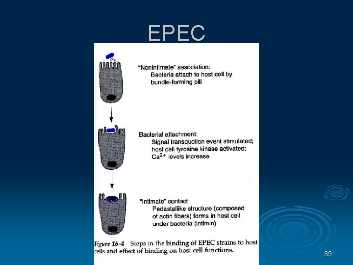 EPEC 39 