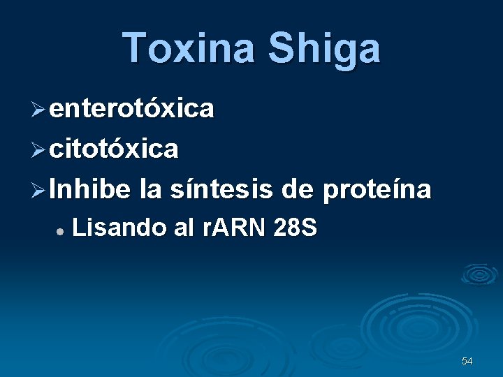 Toxina Shiga enterotóxica citotóxica Inhibe la síntesis de proteína Lisando al r. ARN 28