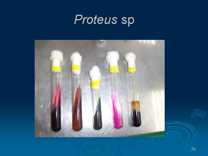 Proteus sp 78 