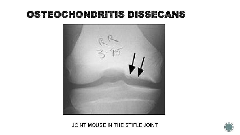 JOINT MOUSE IN THE STIFLE JOINT 