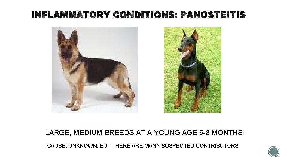LARGE, MEDIUM BREEDS AT A YOUNG AGE 6 -8 MONTHS CAUSE: UNKNOWN, BUT THERE