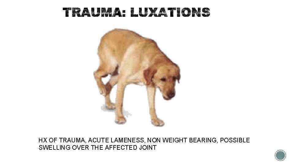 HX OF TRAUMA, ACUTE LAMENESS, NON WEIGHT BEARING, POSSIBLE SWELLING OVER THE AFFECTED JOINT