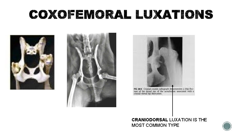 CRANIODORSAL LUXATION IS THE MOST COMMON TYPE 