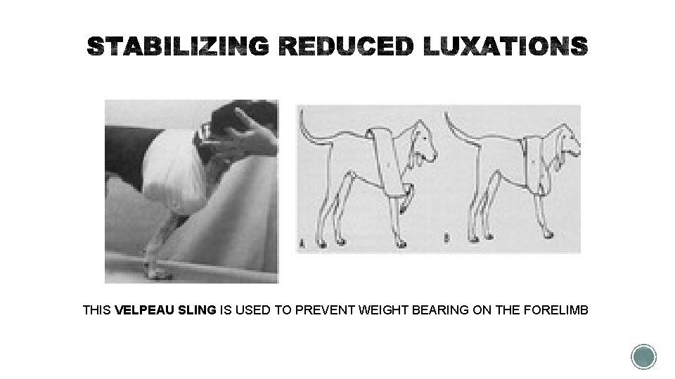 THIS VELPEAU SLING IS USED TO PREVENT WEIGHT BEARING ON THE FORELIMB 