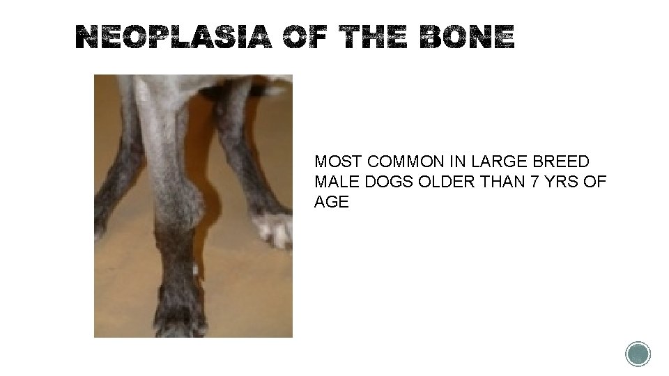 MOST COMMON IN LARGE BREED MALE DOGS OLDER THAN 7 YRS OF AGE 