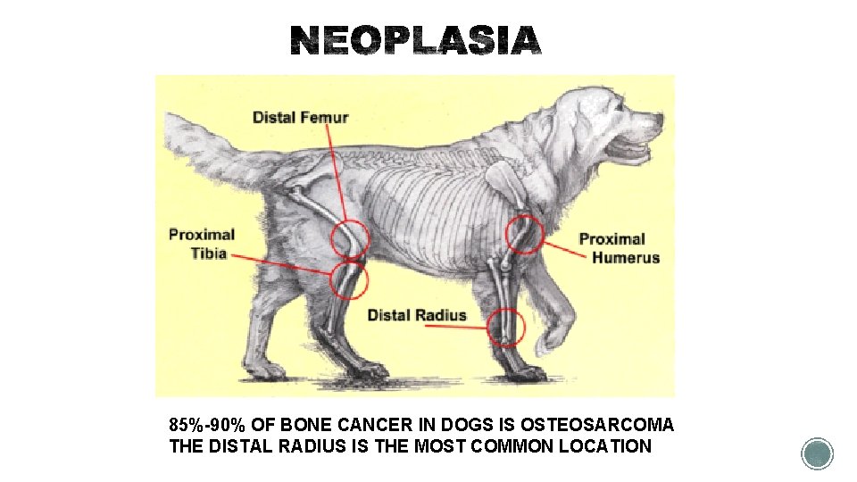 85%-90% OF BONE CANCER IN DOGS IS OSTEOSARCOMA THE DISTAL RADIUS IS THE MOST