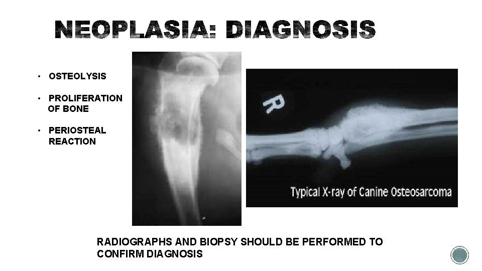  • OSTEOLYSIS • PROLIFERATION OF BONE • PERIOSTEAL REACTION RADIOGRAPHS AND BIOPSY SHOULD