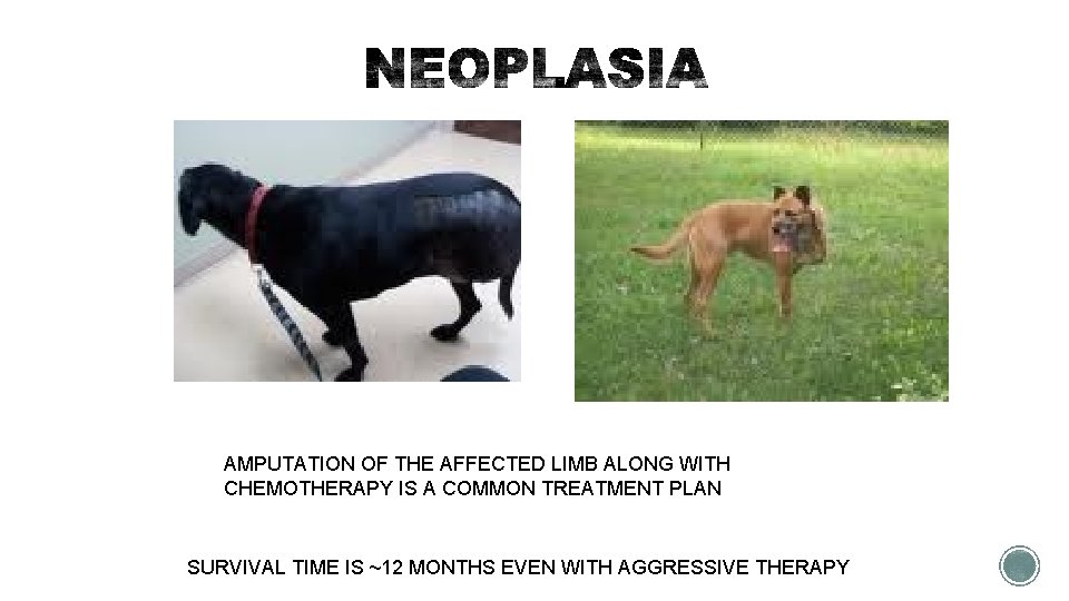AMPUTATION OF THE AFFECTED LIMB ALONG WITH CHEMOTHERAPY IS A COMMON TREATMENT PLAN SURVIVAL