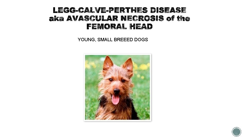 YOUNG, SMALL BREEED DOGS 