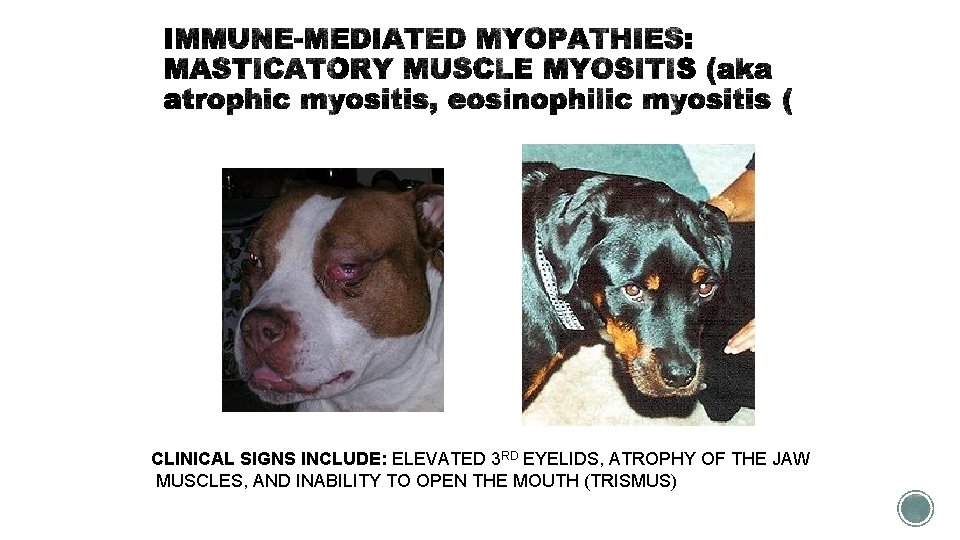 CLINICAL SIGNS INCLUDE: ELEVATED 3 RD EYELIDS, ATROPHY OF THE JAW MUSCLES, AND INABILITY