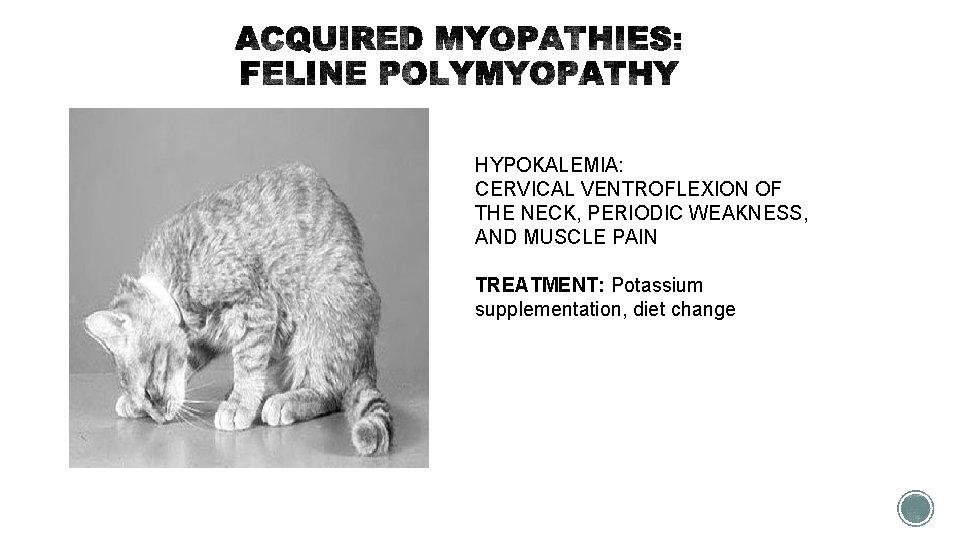 HYPOKALEMIA: CERVICAL VENTROFLEXION OF THE NECK, PERIODIC WEAKNESS, AND MUSCLE PAIN TREATMENT: Potassium supplementation,