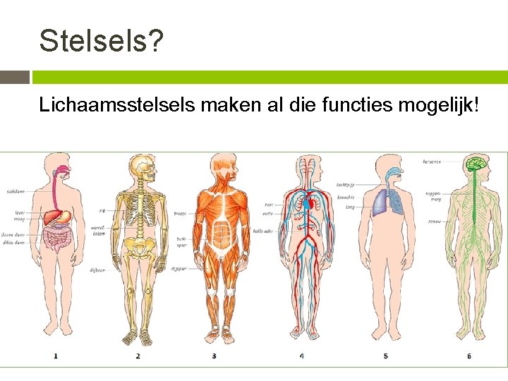 Stelsels? Lichaamsstelsels maken al die functies mogelijk! 