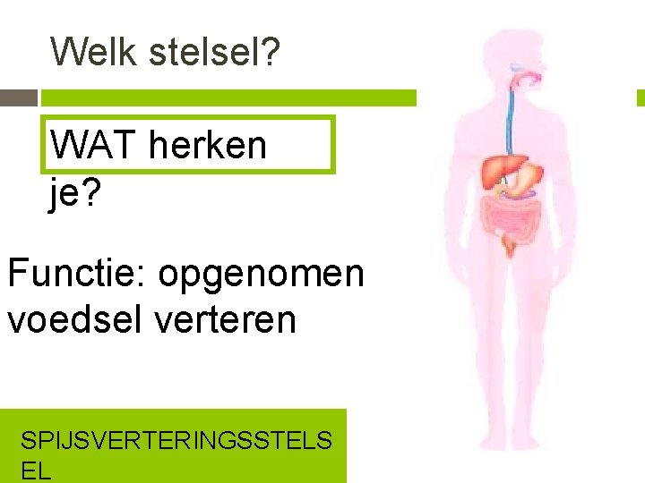 Welk stelsel? WAT herken je? Functie: opgenomen voedsel verteren SPIJSVERTERINGSSTELS EL 