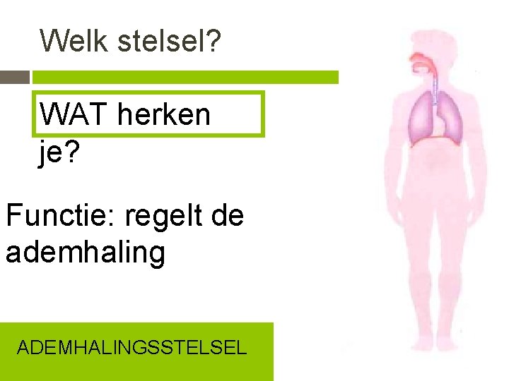 Welk stelsel? WAT herken je? Functie: regelt de ademhaling ADEMHALINGSSTELSEL 