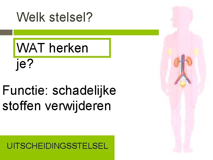 Welk stelsel? WAT herken je? Functie: schadelijke stoffen verwijderen UITSCHEIDINGSSTELSEL 