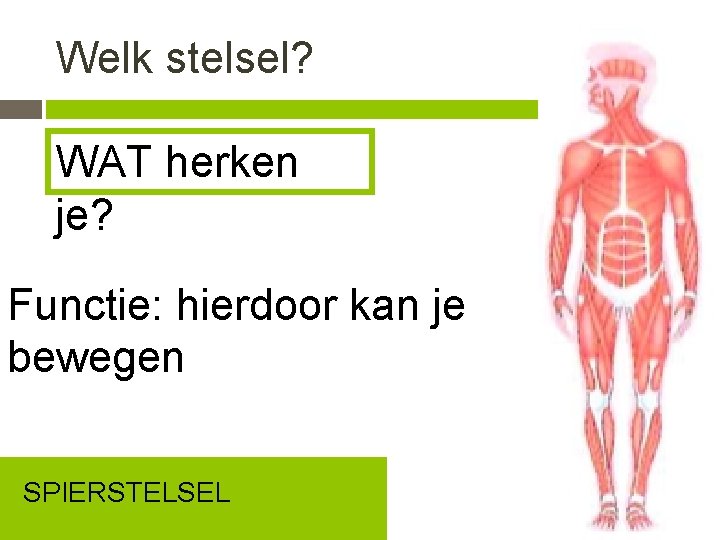 Welk stelsel? WAT herken je? Functie: hierdoor kan je bewegen SPIERSTELSEL 