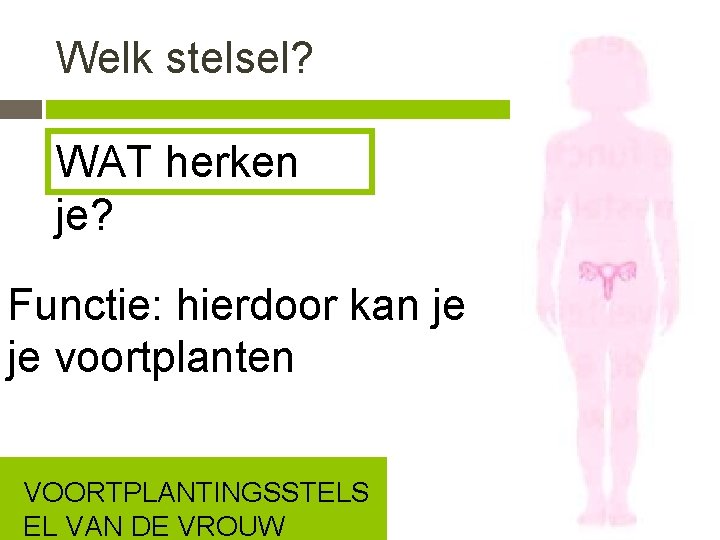 Welk stelsel? WAT herken je? Functie: hierdoor kan je je voortplanten VOORTPLANTINGSSTELS EL VAN