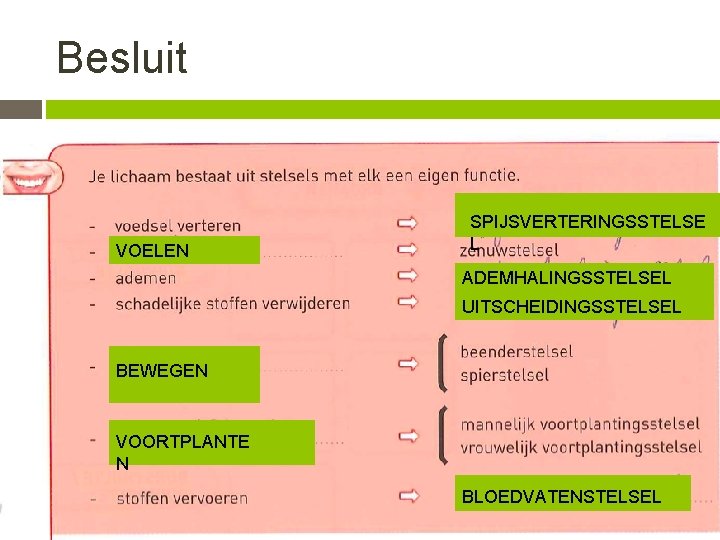 Besluit VOELEN SPIJSVERTERINGSSTELSE L ADEMHALINGSSTELSEL UITSCHEIDINGSSTELSEL BEWEGEN VOORTPLANTE N BLOEDVATENSTELSEL 