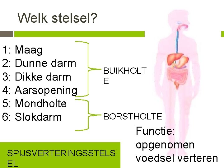 Welk stelsel? 1: Maag 2: Dunne darm 3: Dikke darm 4: Aarsopening 5: Mondholte