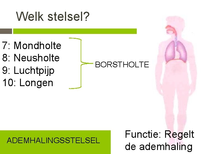 Welk stelsel? 7: Mondholte 8: Neusholte 9: Luchtpijp 10: Longen BORSTHOLTE ADEMHALINGSSTELSEL Functie: Regelt