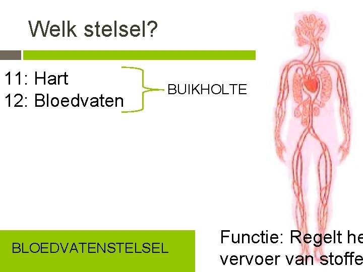 Welk stelsel? 11: Hart 12: Bloedvaten BUIKHOLTE BLOEDVATENSTELSEL Functie: Regelt he vervoer van stoffe