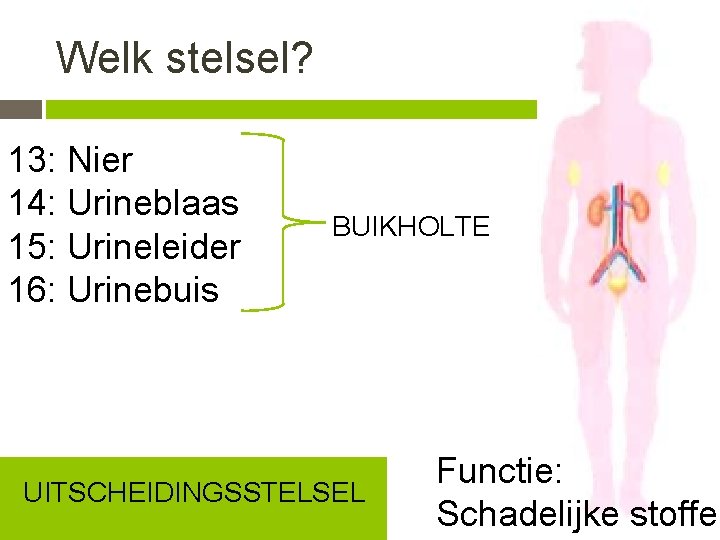 Welk stelsel? 13: Nier 14: Urineblaas 15: Urineleider 16: Urinebuis BUIKHOLTE UITSCHEIDINGSSTELSEL Functie: Schadelijke