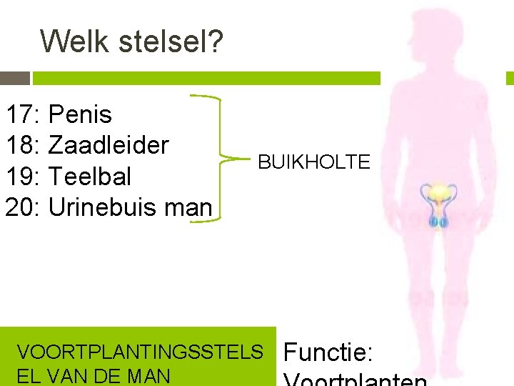 Welk stelsel? 17: Penis 18: Zaadleider 19: Teelbal 20: Urinebuis man BUIKHOLTE VOORTPLANTINGSSTELS EL