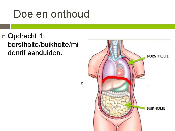 Doe en onthoud Opdracht 1: borstholte/buikholte/mid denrif aanduiden. 