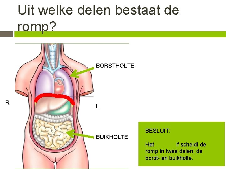 Uit welke delen bestaat de romp? BORSTHOLTE R L BUIKHOLTE BESLUIT: Het middenrif scheidt