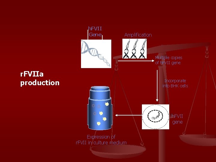 h. FVII Gene Amplification Multiple copies of h. FVII gene r. FVIIa production Incorporate