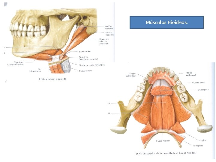 Músculos Hioideos. 