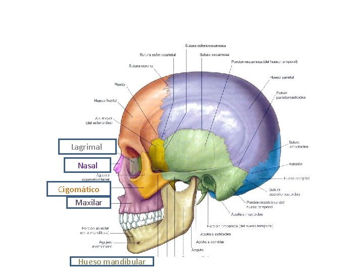 Lagrimal Nasal Cigomático Maxilar Hueso mandibular 