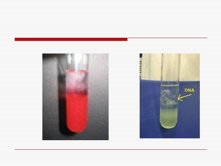 DNA Extraction from Strawberry Kiwi DNA Lab objectives