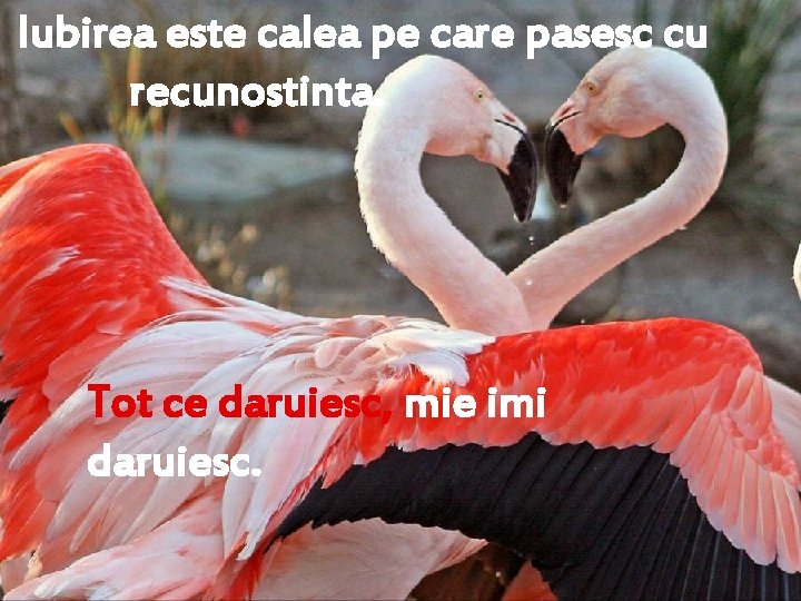 Iubirea este calea pe care pasesc cu recunostinta. Tot ce daruiesc, mie imi daruiesc.