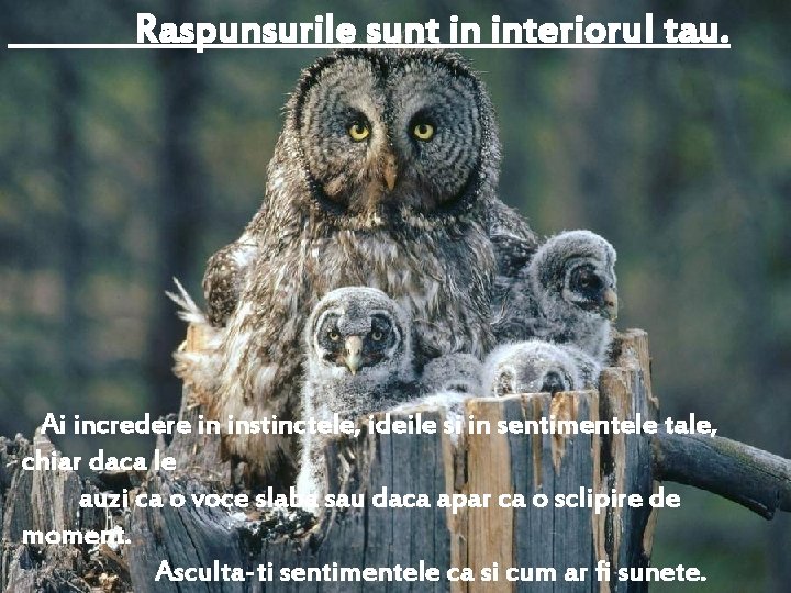 Raspunsurile sunt in interiorul tau. Ai incredere in instinctele, ideile si in sentimentele tale,