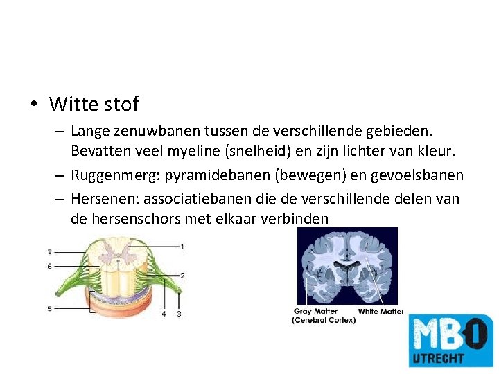  • Witte stof – Lange zenuwbanen tussen de verschillende gebieden. Bevatten veel myeline