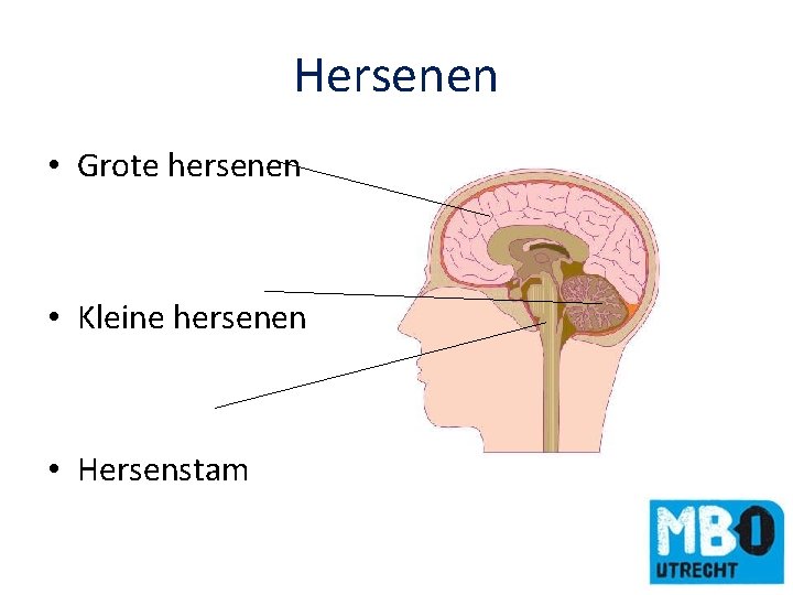 Hersenen • Grote hersenen • Kleine hersenen • Hersenstam 