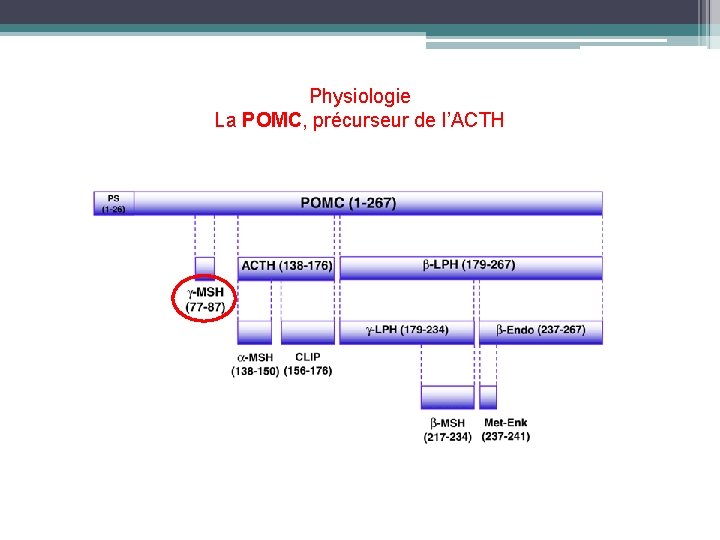 Physiologie La POMC, précurseur de l’ACTH 
