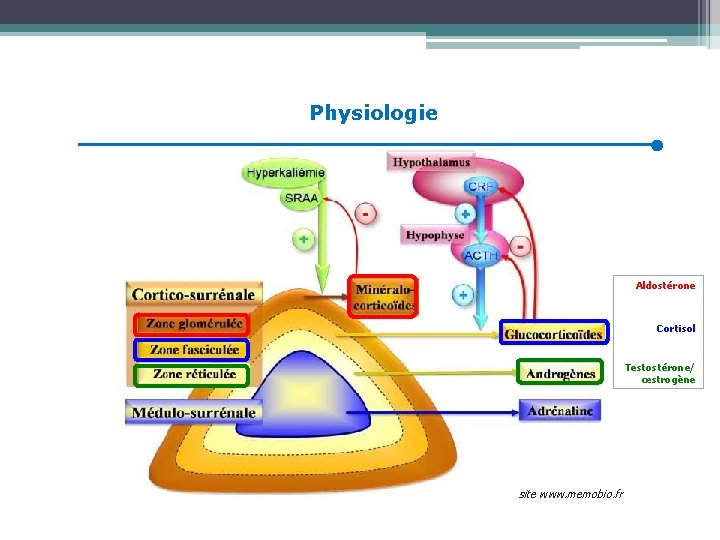 Physiologie Aldostérone Cortisol Testostérone/ œstrogène site www. memobio. fr 