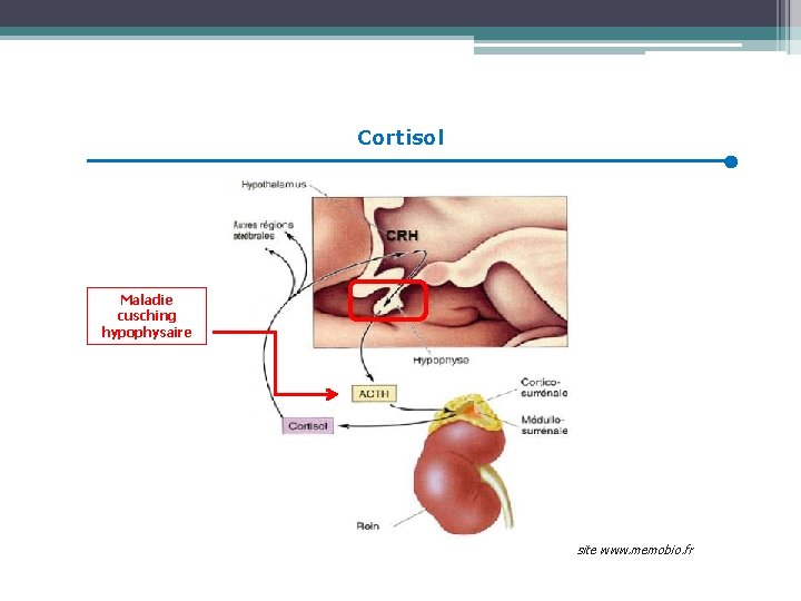 Cortisol Maladie cusching hypophysaire site www. memobio. fr 