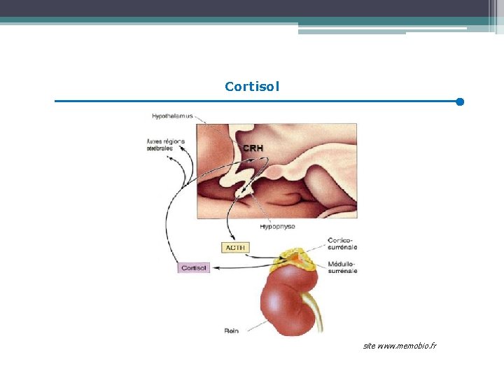 Cortisol site www. memobio. fr 