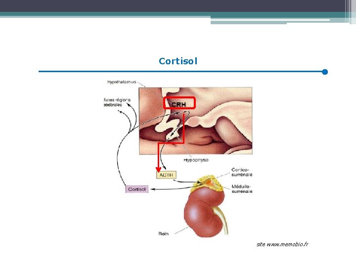 Cortisol site www. memobio. fr 