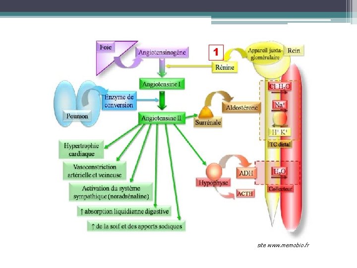 1 site www. memobio. fr 