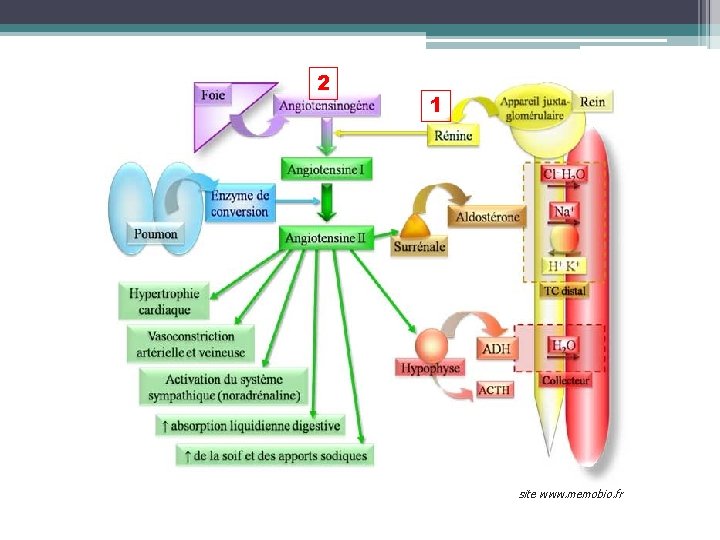 2 1 site www. memobio. fr 