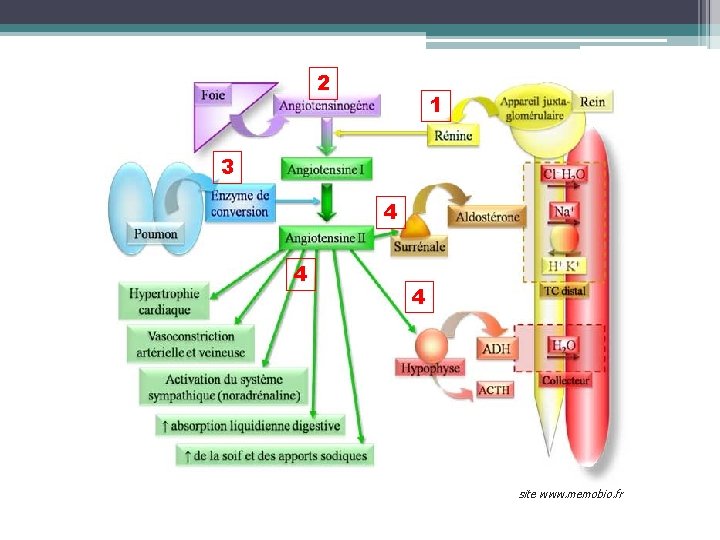 2 1 3 4 4 4 site www. memobio. fr 