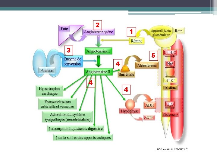 2 1 3 5 4 4 4 site www. memobio. fr 