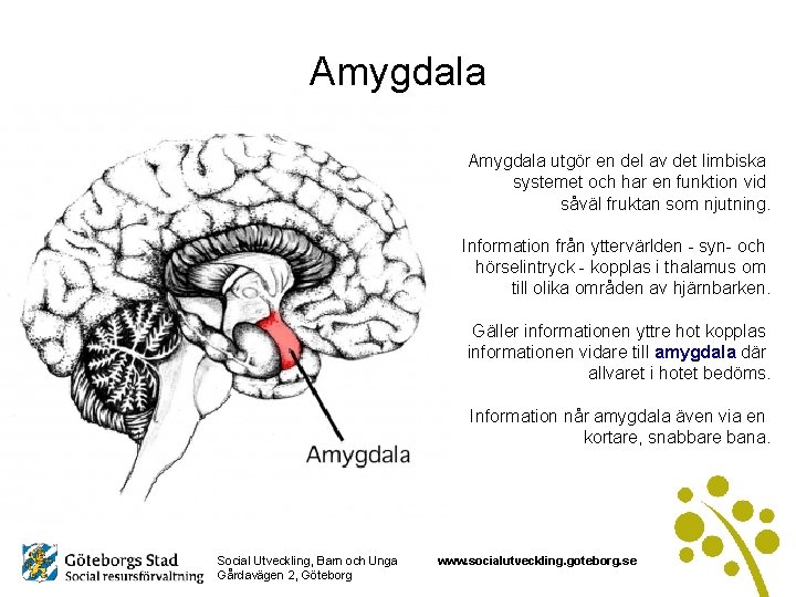 Amygdala utgör en del av det limbiska systemet och har en funktion vid såväl