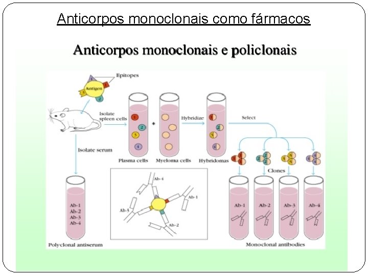 Anticorpos monoclonais como fármacos 